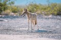 Coyotte (réservoir en Amérique du Nord)