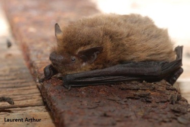 pipistrelle