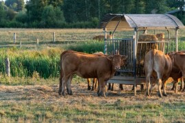 1. Bovin (Bos taurus)