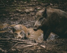 3. Sanglier (Sus scrofa)