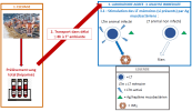 Étape 3a. Stimulation des lymphocytes T mémoires (si présents)