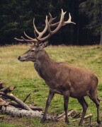 4. Cerf élaphe (Cervus elaphus)