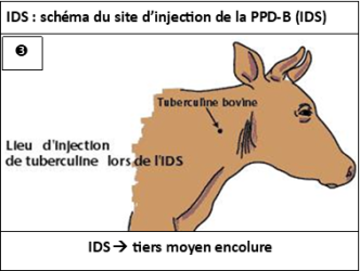 Image3bis
